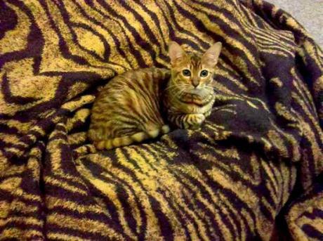 Camouflage Cats camouflage pets31