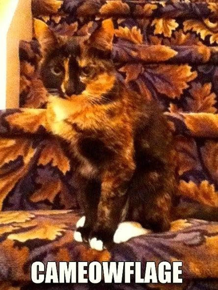 Camouflage Cats camouflage pets9