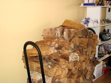 Camouflage Cats camouflage pets34