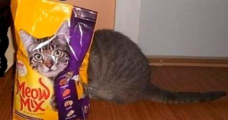 Camouflage Cats camouflage pets37