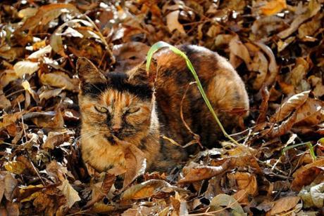Camouflage Cats camouflage pets22