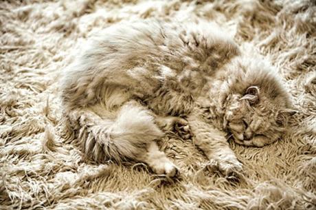 Camouflage Cats camouflage pets12