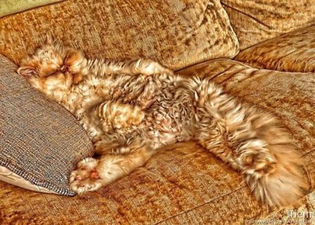 Camouflage Cats camouflage pets28