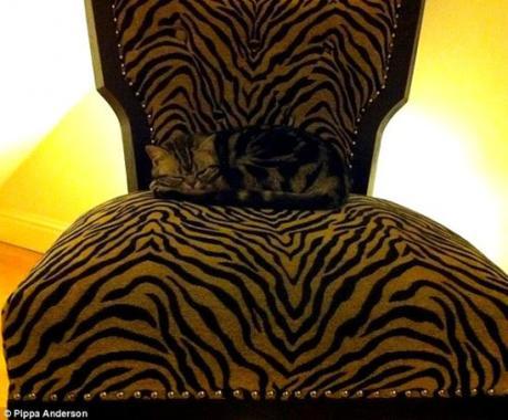 Camouflage Cats camouflage pets1