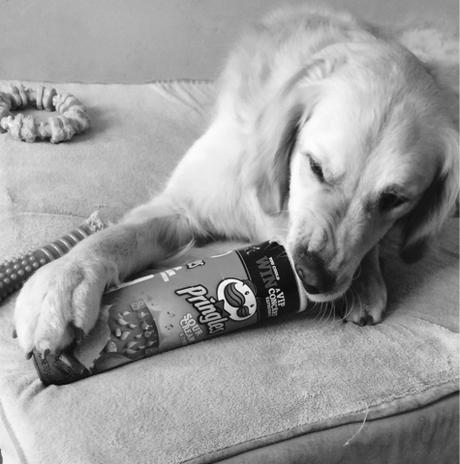 Dog snacking on Pringles Black and White Sunday