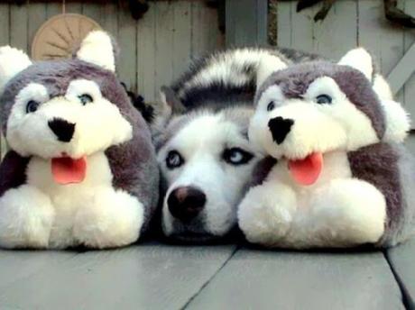 camouflage pets10 (2)