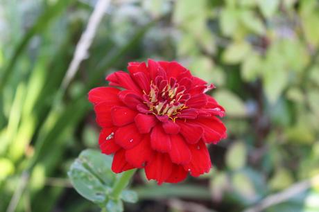 Zinnia elegans 'Benarys Giant Scarlet'