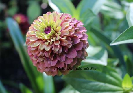 Zinnia 'Queen Red Lime'