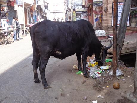 My Last Stop In Rajasthan with a Pur In It: Udaipur