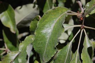 Pyrus nivalis Leaf (15/08/15, Kew Gardens, London)