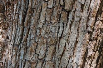 Pyrus nivalis Bark (15/08/15, Kew Gardens, London)