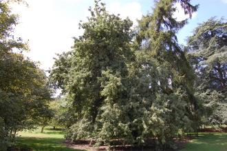 Pyrus nivalis (15/08/15, Kew Gardens, London)