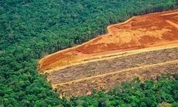 Rate of global forest loss halved, says UN