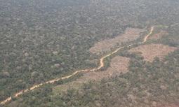 Aerial pictures reveal rampant illegal logging in Peru’s Amazon forest