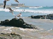 Seagulls Surfers Matosinhos Beach