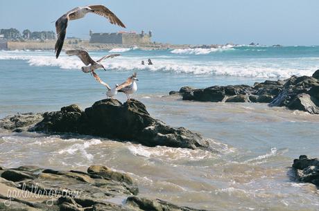 Praia de Matosinhos (2)