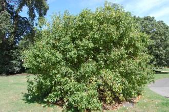 Malus baccata (15/08/15, Kew Gardens, London)