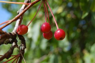 Malus baccata Fruit (15/08/15, Kew Gardens, London)