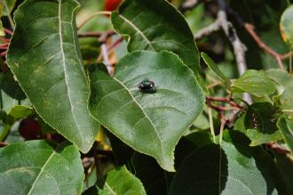 Malus baccata Bark (15/08/15, Kew Gardens, London)