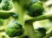 Brussels Sprouts