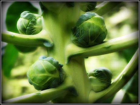 Brussels Sprouts