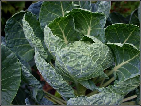 Brussels Sprouts