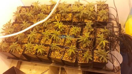 marijuana that is matza menutak