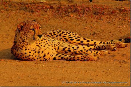 52 Good morning, cheetah