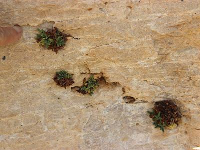 Plants on Rock