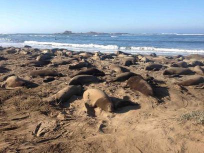 Elephant seal molt raises mercury levels in coastal water