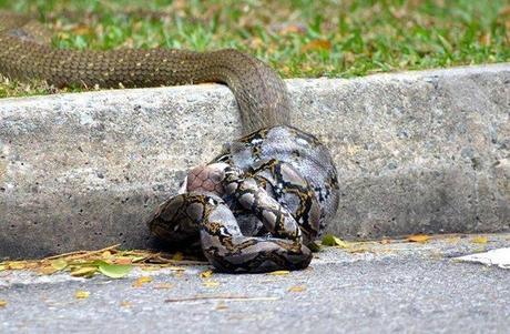 Watch: A King Cobra and a Python Battle to the Death python-vs-cobra