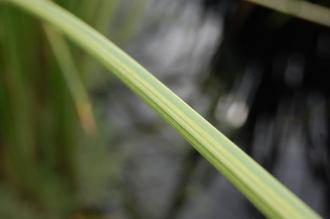 Schoenoplectus tabernaemontani Leaf (15/08/15, Kew Gardens, London)