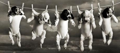 Top 10 Adorable Dogs on Washing Lines
