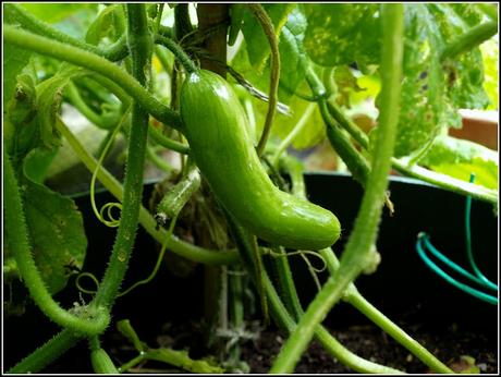 A poor year for cucumbers