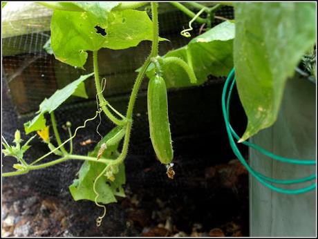 A poor year for cucumbers
