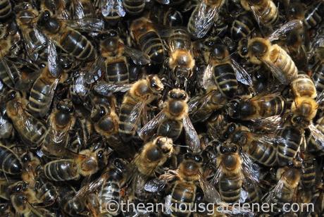 Bee Swarm (2)