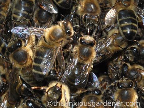 Bee Swarm (4)