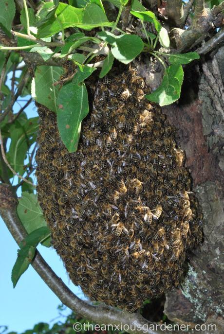 Bee Swarm (5)