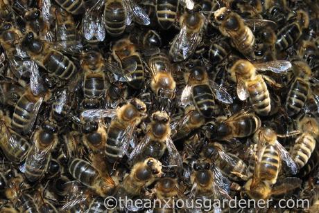 Bee Swarm (3)