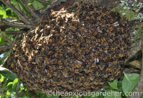 Bee Swarm (6)
