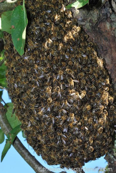 Bee Swarm (1)