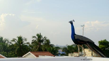 The Peacock