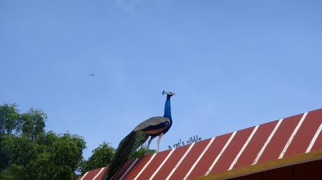 The Peacock