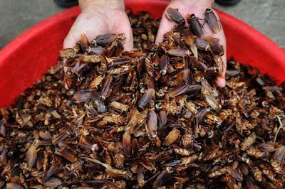 How to Control Cockroaches Safely?