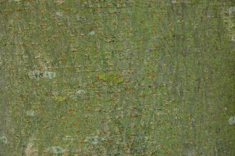Aesculus indica Bark (15/08/15, Kew Gardens, London)