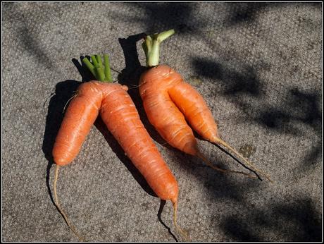 Carrots - success!