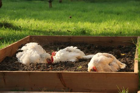 chickens dust bathing