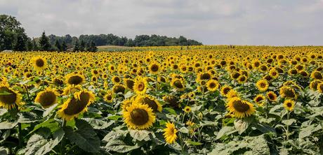 Circles 4  [Orange You Glad It’s Friday]