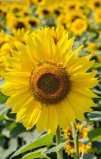 Circles 4  [Orange You Glad It’s Friday]