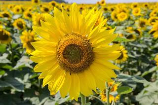 Circles 4  [Orange You Glad It’s Friday]